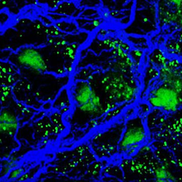 2023 Biological Fluorescence Subgroup