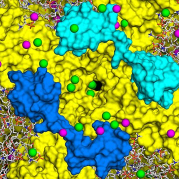 2024 Channels Receptors & Transporters Subgroup