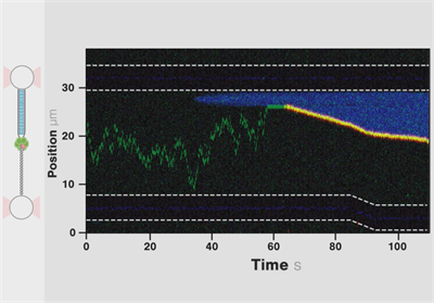 2023 Single-Molecule Forces, Manipulation & Visualization Subgroup