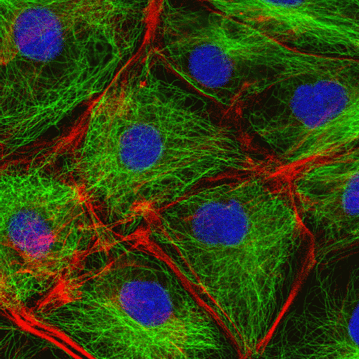 2024 Motility & Cytoskeleton Subgroup