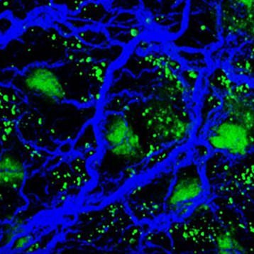 2024 Biological Fluorescence DINNER ONLY