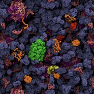 2023 Biopolymers in vivo Subgroup