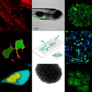 2023 Bioengineering Subgroup