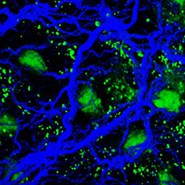 2023 Biological Fluorescence Subgroup
