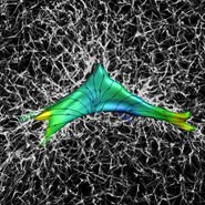 2023 Mechanobiology Subgroup
