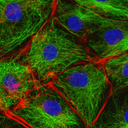 2023 Motility & Cytoskeleton Subgroup