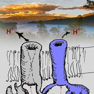 2023 Tahoe Conference Late Registration - Early Career Member